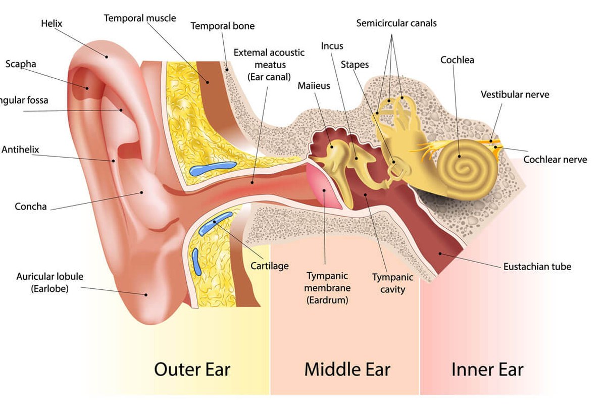Ear Fullness