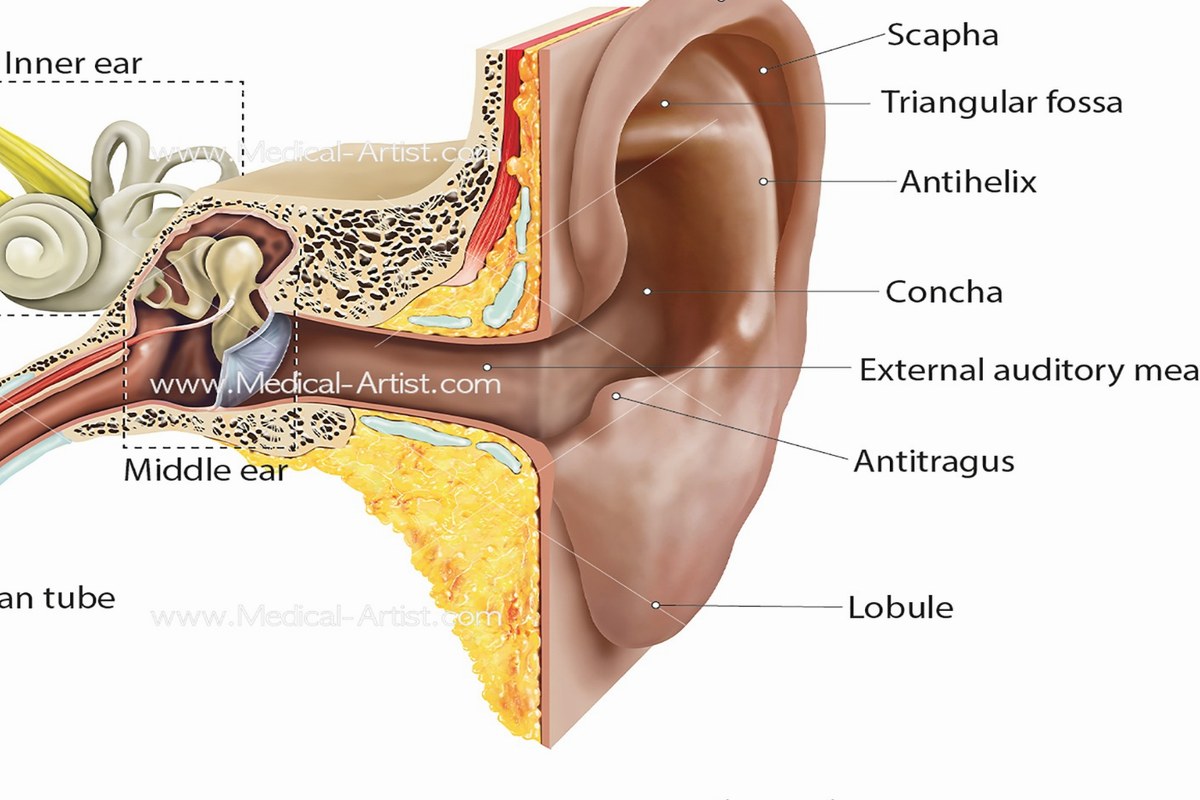 Ear Infection Signs Everyday Checklist