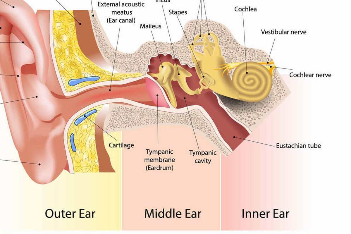 Ear Infection Signs Common Questions Answered